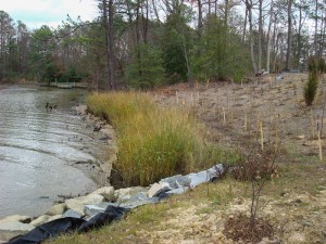 Living shorelines utilize natural techniques to support and replenish boundaries between water and land.