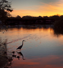 Heron at Sunset