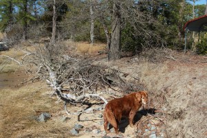 Shoreline stabilization project - private residence, before